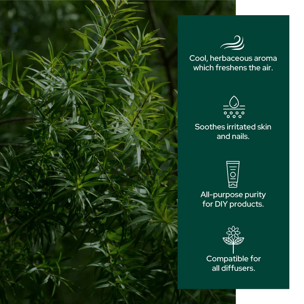 Tea Tree Oil (茶樹油)