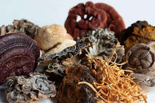 Eclectic Echinacea 7 Mushroom 粉：桦褐孔菌（Chaga）、蟲草（Cordyceps）、靈芝（Reishi）、猴頭菇（Lion’s Mane）、雲芝（Turkey Tail）、舞茸（Maitake）及香菇（Shiitake）菇體